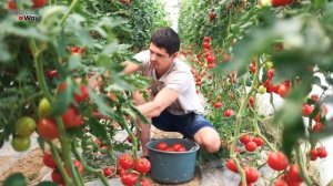 Сделайте Так Чтобы Томаты Не Сбрасывали Завязь! Почему Помидоры Сбрасывают Цветки И Как Бороться?