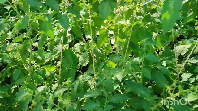 Какой сорт томатов самый лучший ??? смотреть онлайн