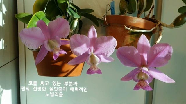 Cattleya Brazilian Jewell 과 Cattleya nobilior смотреть онлайн