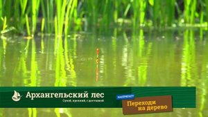 Архангельский лес. Пластик напрягает