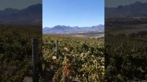 Neethlingshof's The Maria, botrytis cinerea and gorgeous views!