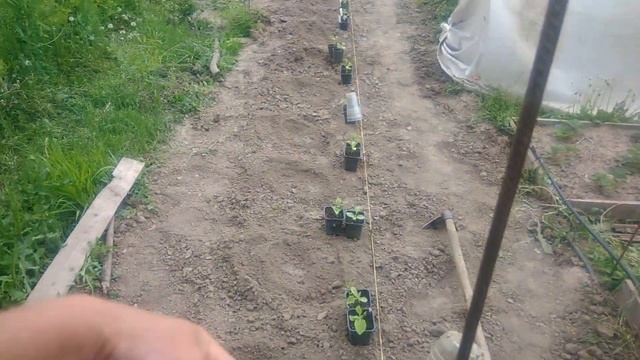 Посадка арбуза и дыни в открытый грунт.?Проще некуда?