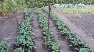 КЛУБНИКА осенью полив и подкормка