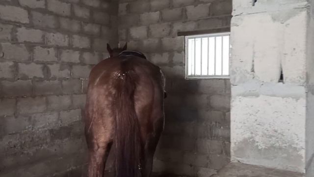 VLOG: Прогулка верхом по зимнему лесу / С Мишкой в заснеженном лесу смотреть онлайн