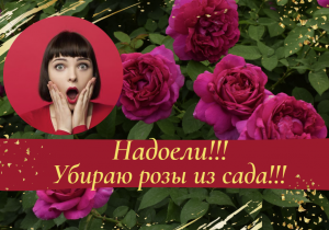 Надоели! Убираю розы из сада!!!