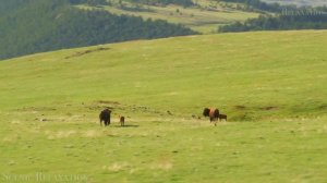 Дикие животные 4к.mp4