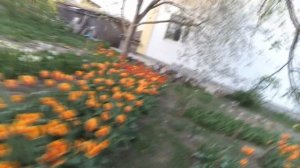 Цветение тюльпанов в саду