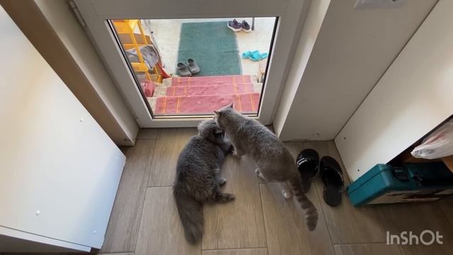 Дом на юге?7️⃣0️⃣Пол в котельной? Обои в коридоре? Жизнь на юге❤️ #переезднаюг #домнаюге #крымск