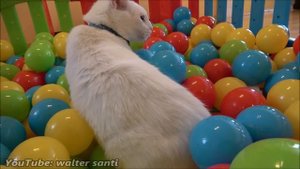 Two Cats and 500 Balls in a Ball Pit !!