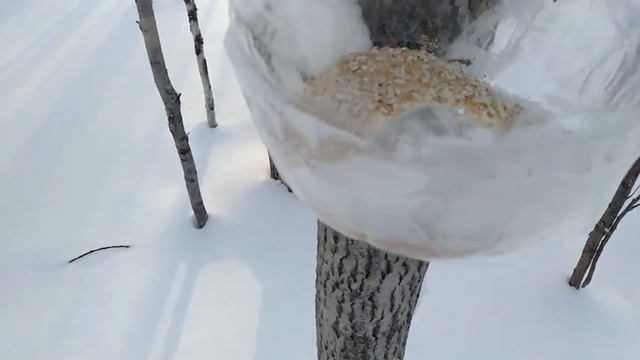 МЕГИОН МОРОЗ И СОЛНЦЕ - ДЕНЬ ЧУДЕСНЫЙ В МОРОЗ -25 КАТАЕМСЯ НА ЛЫЖАХ ПРОВЕРЯЕМ КОРМУШКИ ДЛЯ БЕЛОК