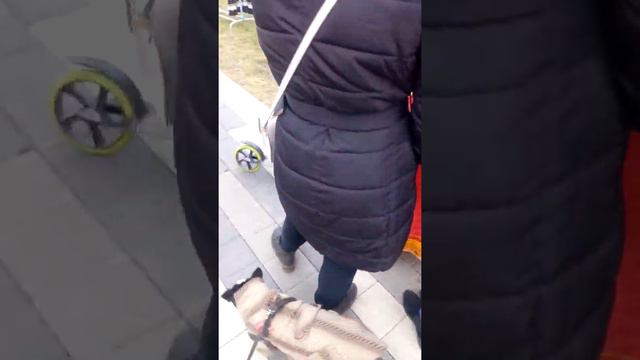 Собаки модели и Бостон Терьер на празднике)) смотреть онлайн