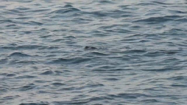 Тюлени-монахи в Лимассоле ( часть вторая) смотреть онлайн