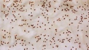 КАК ВЫРАСТИТЬ КРЕСС САЛАТ НА ПОДОКОННИКЕ ЗИМОЙ