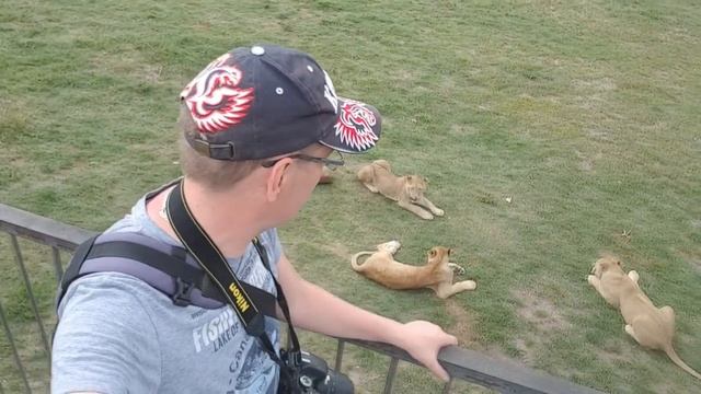 Крым. Парк львов Тайган! смотреть онлайн