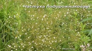 Какие лекарственные растения растут у водоемов. Околоводные лечебные травы - зюзник дербенник черед