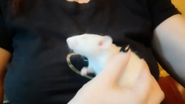 Как приучить декоративных крыс к рукам! Кузя и Дуся хотят на ручки!