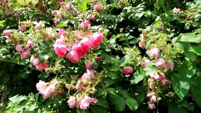 С 8 МАРТА! С праздником весны! смотреть онлайн