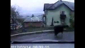 Кабан напал на людей и получил раковиной по башке (без мата)