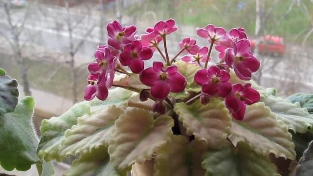 ЦВЕТУЩАЯ ПОЛКА С ФИАЛКАМИ/ ЦВЕТЕНИЕ ФИАЛОК ВЕСНОЙ!! смотреть онлайн