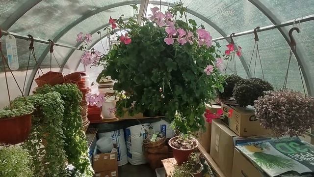 Осенние работы в саду и в огороде. Доделала грядки. Уборка на цветочных клумбах. Цветение хризантем смотреть онлайн