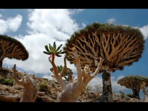 Остров Сокотра Ч2.Затерянный мир.Уникальные растения и перекопанный остров.