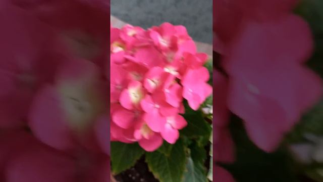 Гортензия крупнолистная зацвела.