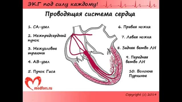 ЭКГ смотреть онлайн