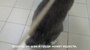 Дыма в клинике весна 2023г
