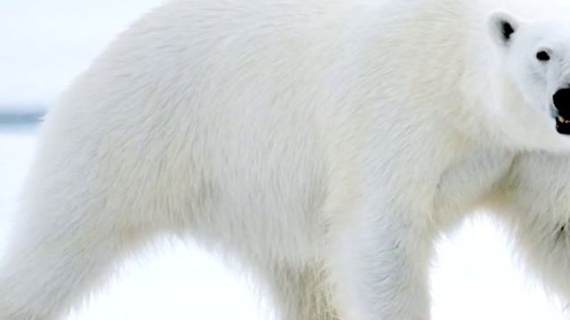 Белый медведь против моржа. Кто сильнее? смотреть онлайн