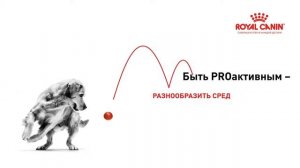 РОСКОШНЫЕ КОШКИ: ПРЕЗЕНТАЦИЯ ПОРОДЫ. ХАЙЛЕНД ФОЛД И ХАЙЛЕНД СТРАЙТ