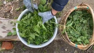 Крапива для кур - полезная витаминная прикормка.