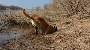 Малинуа "Зет"