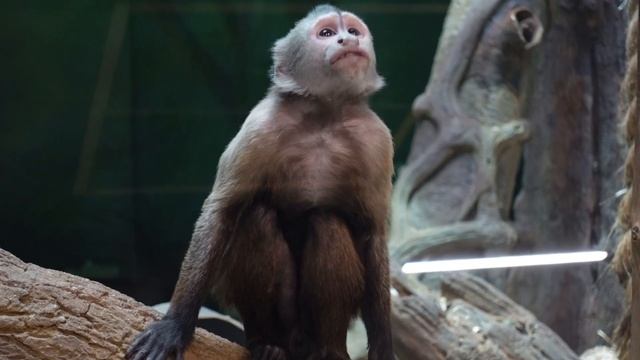 Пополнение в Московском зоопарке смотреть онлайн