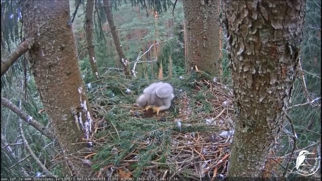 Малый пятнистый орел (Clanga pomarina) Латвия. смотреть онлайн