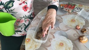 Гладиолусы подготовка луковиц к посадке весной