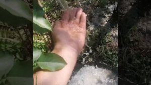 Абиссинская скважина игла 23 мая 2021г.