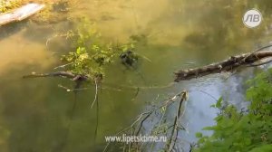 Экологи реанимировали берег реки Белоколодец...