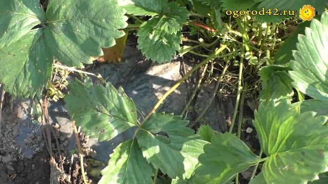 Как избавиться от серой гнили на землянике? смотреть онлайн