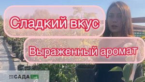 ОБЗОР НА СОРТ МАЛИНЫ ОСЕННЯЯ КРАСАВИЦА