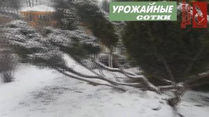 Стоит ли открывать в теплице двери? А заносить снег? Как ухаживать за теплицей зимой?