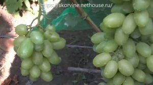 Сорта винограда Сицилия 2017