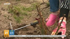 Как правильно ухаживать за розами - Садовые советы