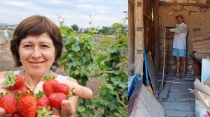 Клубника в конце лета | Бесконечная наша стройка после переезда на юг