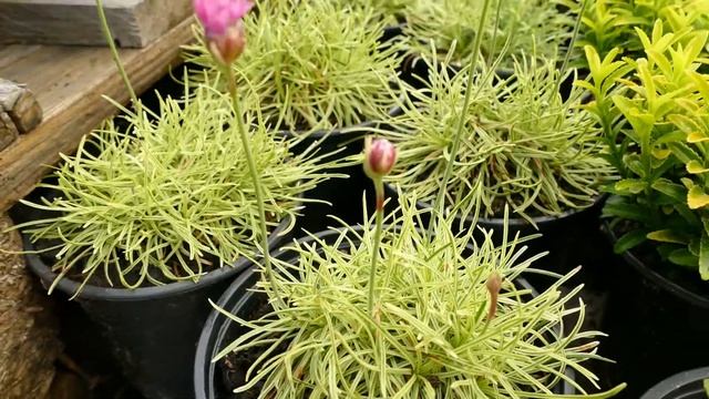Armeria maritima ‘Nifty Thrifty’ смотреть онлайн