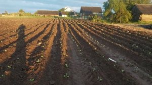 садим КАПУСТУ в открытый грунт 2022