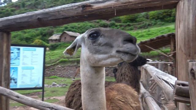 Llama, Alpca, Vicuña and Guanaco - Peru (4K) смотреть онлайн
