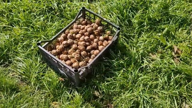 Корона или нет.... как делала КТ...пропали вкусы и запахи! смотреть онлайн