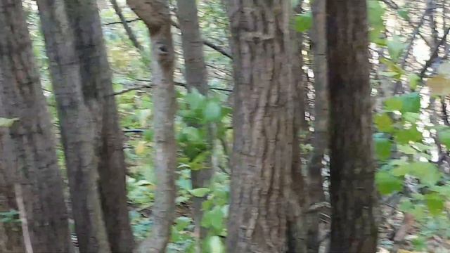 Алтай. Белокуриха. Из жизни бурундуков. смотреть онлайн