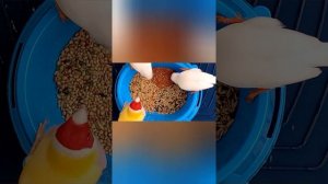 #Корм_для_амадин, канареек _попугаев