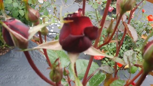 Изабель Ренессанс смотреть онлайн